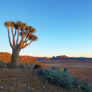 Quiver Tree Quiver Tree