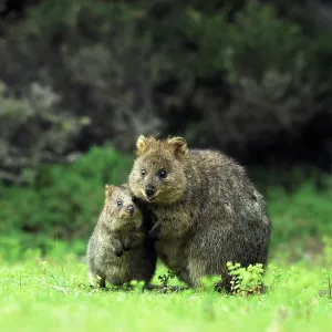 Quokka - Female and young Quokka - Female and young