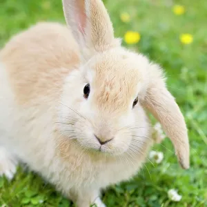 Rabbit - young on grass lawn amongst Buttercups Rabbit - young on grass lawn amongst Buttercups