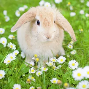 Rabbit - young on grass lawn amongst Daisies and Buttercups Rabbit - young on grass lawn amongst Daisies and Buttercups