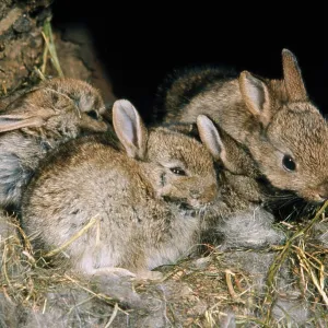 Rabbits - young in burrow Rabbits - young in burrow