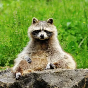Raccoon