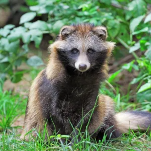 Raccoon dog