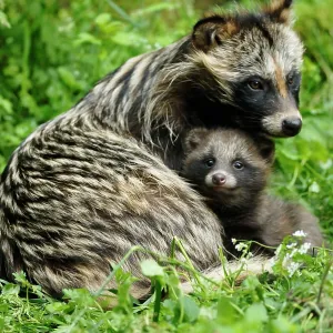 Raccoon dog - mother with young one