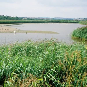 Radipole Lake Radipole Lake
