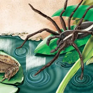 This Raft Spider, sits on a leaf at the edge of This Raft Spider, sits on a leaf at the edge of