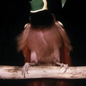 RAGGIANA BIRD OF PARADISE - male RAGGIANA BIRD OF PARADISE - male