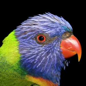 Rainbow Lorikeet Rainbow Lorikeet