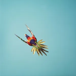 RAINBOW LORIKEET RAINBOW LORIKEET