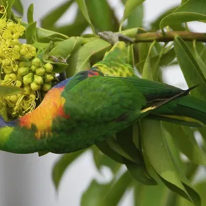 Rainbow Lorikeet feeding on a flowering bush