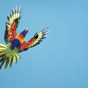 RAINBOW LORIKEET - in flight RAINBOW LORIKEET - in flight