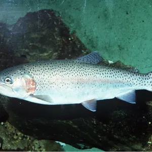 RAINBOW TROUT