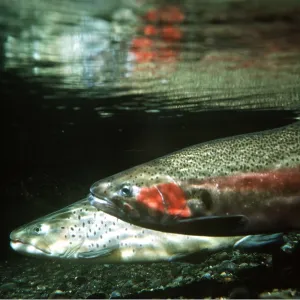 RAINBOW TROUT - PAIR RAINBOW TROUT - PAIR