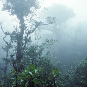 RAINFOREST RAINFOREST