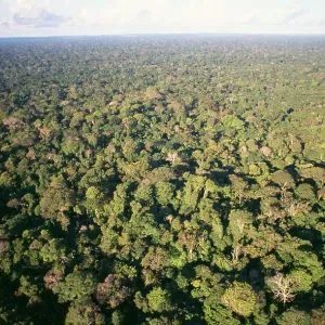 Rainforest - aerial view of Amazon canopy Rainforest - aerial view of Amazon canopy