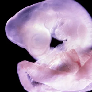 Rat Embryo 11.5 days after fertilisation Rat Embryo 11.5 days after fertilisation