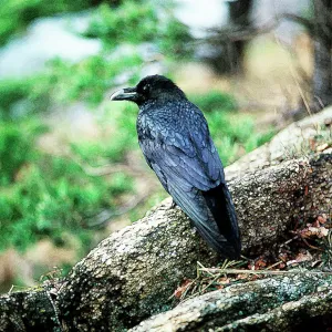 Raven Raven