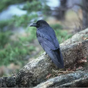 Raven - perched on rock Raven - perched on rock