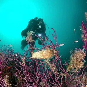 Reabreather diver approaching a red seafan, Paramuricea clav Reabreather diver approaching a red seafan, Paramuricea clav