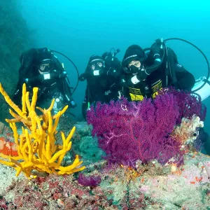 Rebreather's divers with sponge, Axinella cannabina and red Rebreather's divers with sponge, Axinella cannabina and red