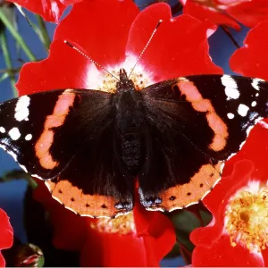 RED ADMIRAL BUTTERFLY RED ADMIRAL BUTTERFLY