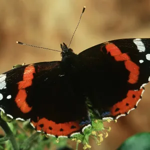 RED ADMIRAL BUTTERFLY RED ADMIRAL BUTTERFLY