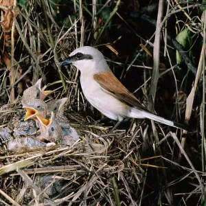 RED-BACKED SHRIKE - male, at nest with chicks RED-BACKED SHRIKE - male, at nest with chicks