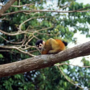 Red-backed Squirrel Monkey - sits on branch Red-backed Squirrel Monkey - sits on branch