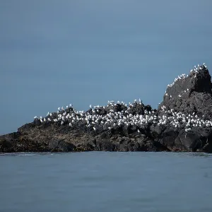 Red-billed Gulls