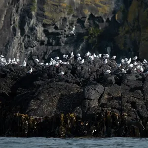 Red-billed Gulls