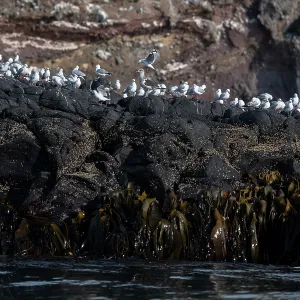 Red-billed Gulls
