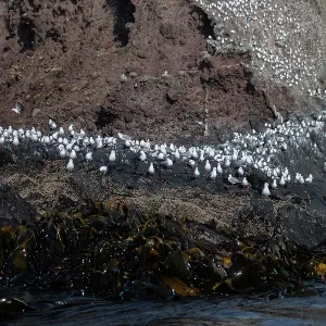 Red-billed Gulls