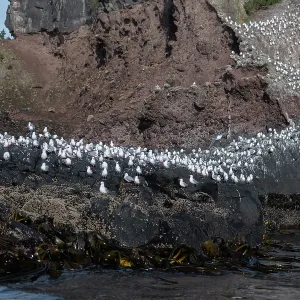 Red-billed Gulls