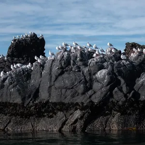 Red-billed Gulls