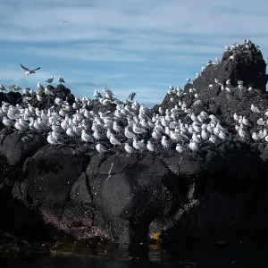 Red-billed Gulls