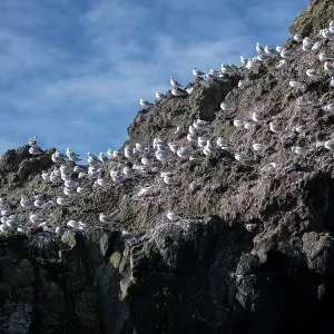 Red-billed Gulls