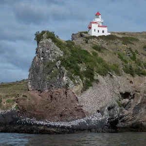 Red-billed Gulls by Taiaroa Head Lighthouse