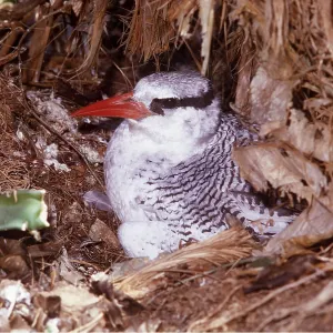 RED-BILLED TROPIC BIRD - on nest RED-BILLED TROPIC BIRD - on nest