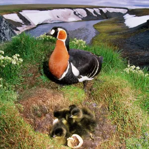 RED-BREASTED GOOSE - and chicks on nest RED-BREASTED GOOSE - and chicks on nest