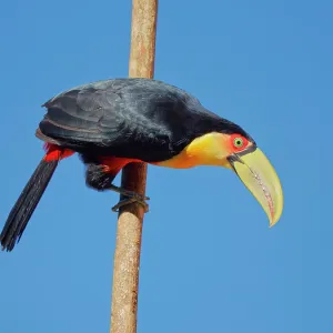 Red Breasted Toucan Ramphastos dicolorus Atlantic Red Breasted Toucan Ramphastos dicolorus Atlantic