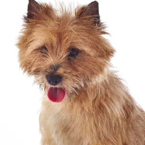 Red coated Cairn Terrier, head and shoulders