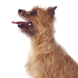 Red coated Cairn Terrier, head and shoulders, side