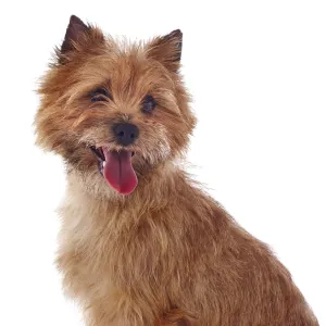 Red coated Cairn Terrier, head and shoulders