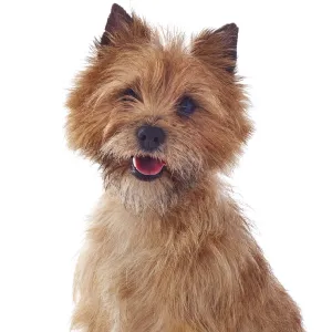Red coated Cairn Terrier, head and shoulders