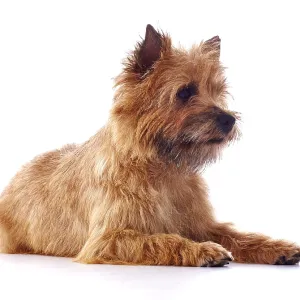 Red coated Cairn Terrier lying down