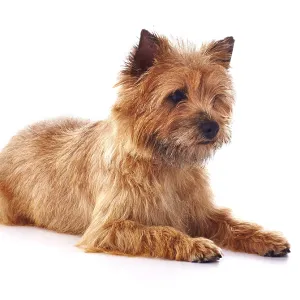 Red coated Cairn Terrier lying down