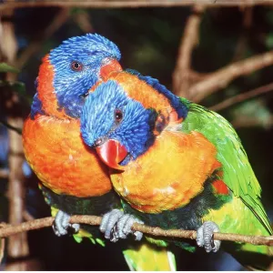 RED-COLLARED LORIKEET - x two, grooming RED-COLLARED LORIKEET - x two, grooming