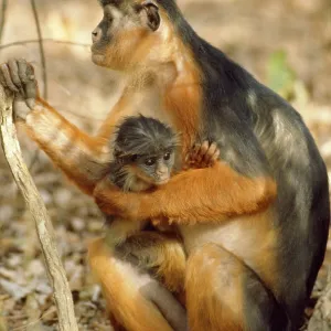 Red Colobus Monkey Red Colobus Monkey
