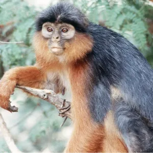 RED COLOBUS MONKEY - adult female RED COLOBUS MONKEY - adult female