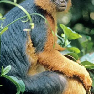 RED COLOBUS MONKEY - female sitting RED COLOBUS MONKEY - female sitting
